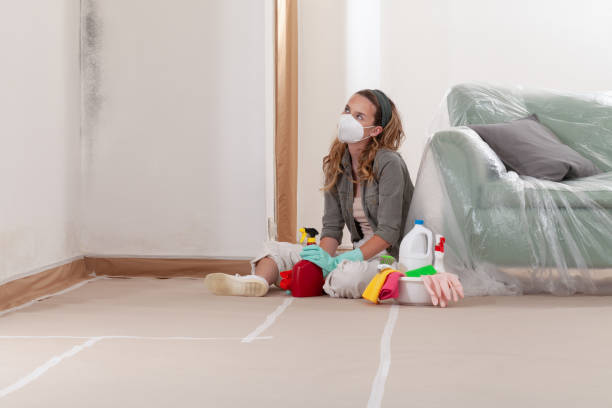 Reliable Mold Cleanup contractor in Johnstown, CO by Cheap Mold Removal